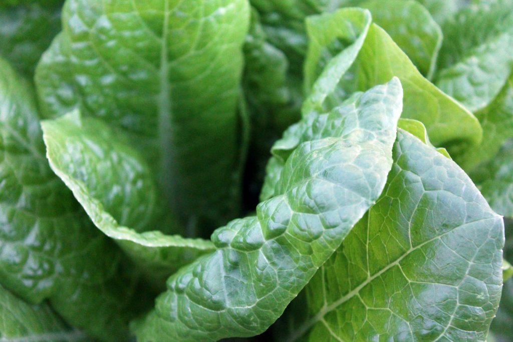 sayur kubis siap dikirim dengan refrigerated container