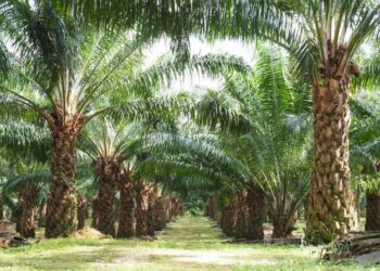 bisnis minyak kelapa sawit, minyak kelapa sawit, pekanbaru