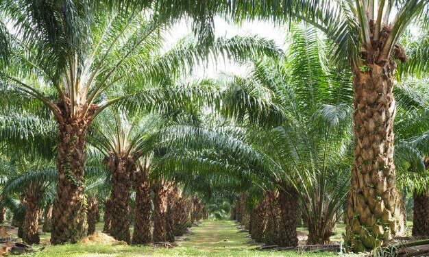 bisnis minyak kelapa sawit, minyak kelapa sawit, pekanbaru