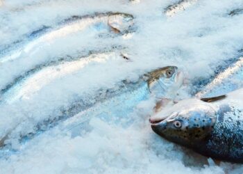 Ikan Tuna, container reefer