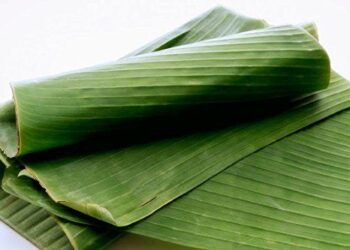 4 Cara Ekspor Daun Pisang Ke Jepang Bagi Pemula