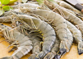 6 Cara Ekspor Udang Segar dengan Mudah untuk Pemula