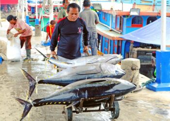 7 Cara Ekspor Ikan Ke Luar Negeri, Nelayan Wajib Tahu!