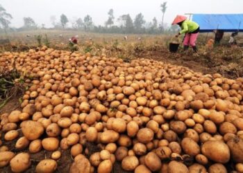Menilik Ekspor Kentang dari Indonesia Serta Potensi Bisnis