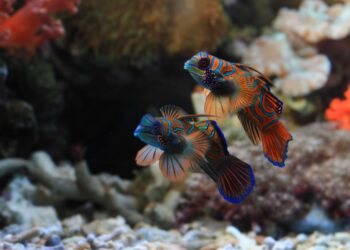 Ekspor Ikan Hias ke Singapura