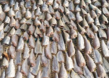 cara ekspor ikan asin ke luar negeri