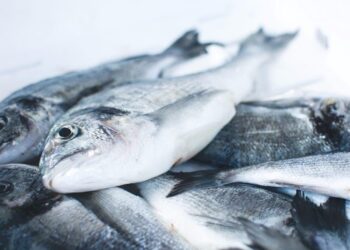 Menilik Potensi Ekspor Ikan Cakalang Dari Indonesia