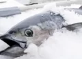 Metode Pembekuan Ikan