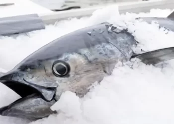 Metode Pembekuan Ikan