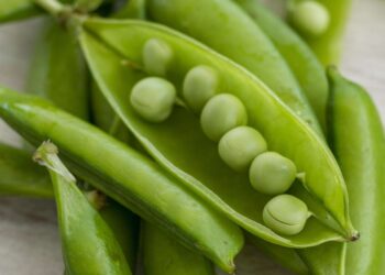 7 Cara Ekspor Edamame, Kenali Alat Transportasi yang Tepat!
