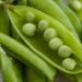 7 Cara Ekspor Edamame, Kenali Alat Transportasi yang Tepat! 9 7 Cara Ekspor Edamame, Kenali Alat Transportasi yang Tepat!