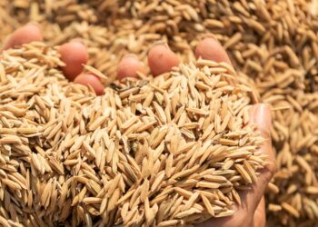 Ekspor Sekam Padi, Meraup Rupiah Hingga Puluhan JutaBulan!