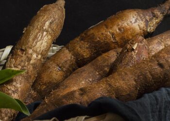 Ekspor Singkong Potensi, Tantangan & 4 Tipsnya