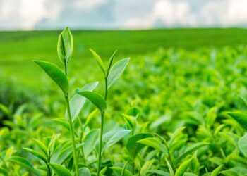 ekspor teh dari indonesia, ekspor teh, jenis jenis teh, teh asal indonesia, potensi ekspor teh