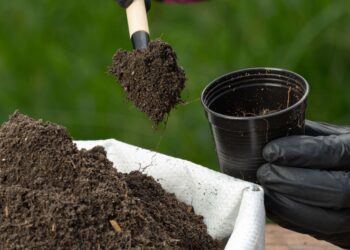 Menilik Potensi Ekspor Pupuk di Indonesia dan 8 Jenisnya