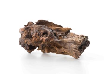 Ekspor Gaharu Tawarkan Potensi Cuan Hingga Milyaran