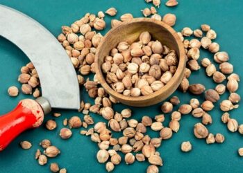 4 Cara Ekspor Kapulaga dan Memulai Bisnis Rempah