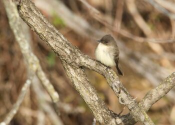 6 Cara Ekspor Sarang Burung Walet ke Luar KotaNegeri