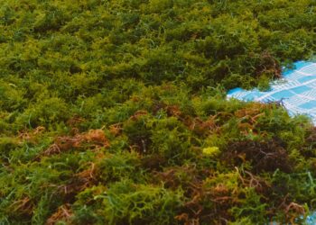 Bagaimana Potensi Ekspor Rumput Laut di Indonesia