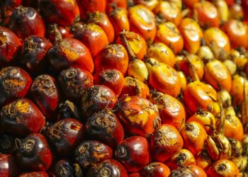 Ekspor Minyak Kelapa Sawit Peluang dan 9 Caranya!