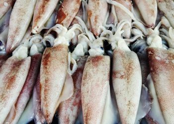 Mau Ekspor Cumi Cek Jenis Kontainernya